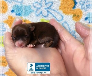 Yorkshire Terrier Puppy for sale in WINNSBORO, LA, USA