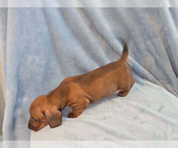 Medium Photo #1 Dachshund Puppy For Sale in PHOENIX, AZ, USA
