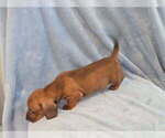 Small Dachshund