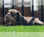 Small #21 English Bulldog