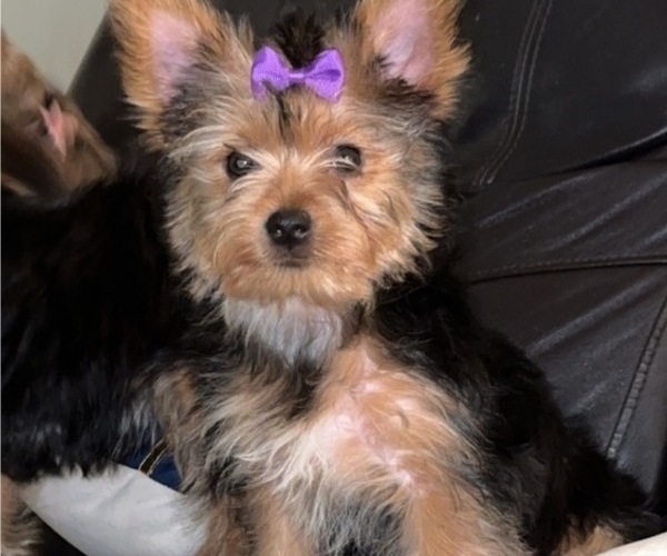 Medium Photo #1 Yorkshire Terrier Puppy For Sale in MILFORD, CT, USA