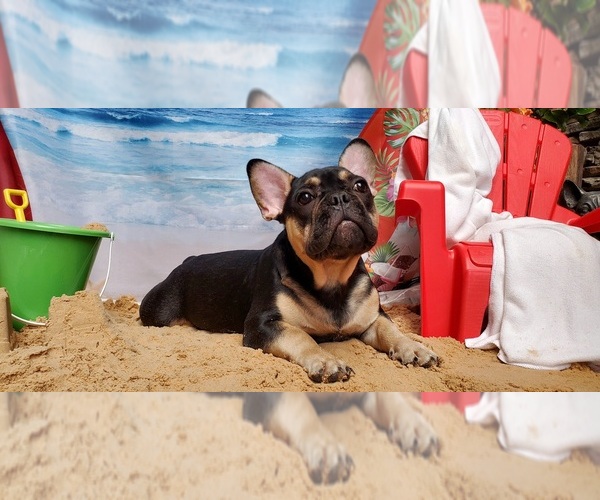 Medium Photo #1 French Bulldog Puppy For Sale in MARYVILLE, TN, USA