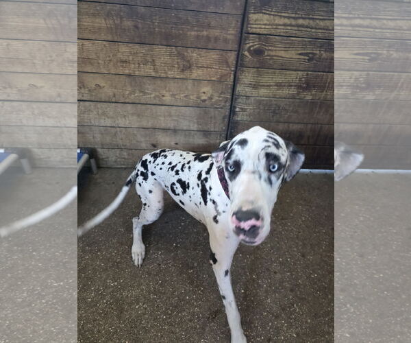 Medium Photo #3 Great Dane Puppy For Sale in Palm Beach, FL, USA