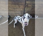 Small #2 Great Dane