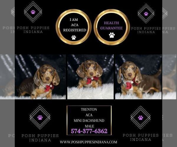 Medium Photo #2 Dachshund Puppy For Sale in WARSAW, IN, USA