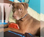 Small #4 American Staffordshire Terrier Mix