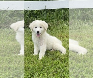 Great Pyrenees Puppy for sale in CANOGA, NY, USA