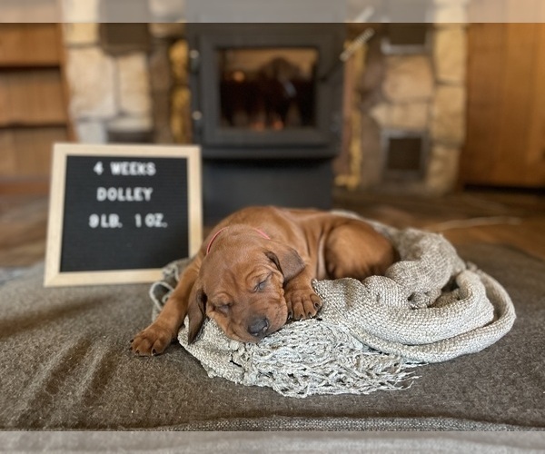 Medium Photo #6 Rhodesian Ridgeback Puppy For Sale in BOISE, ID, USA