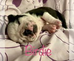 Small Photo #5 French Bulldog Puppy For Sale in CUDAHY, WI, USA
