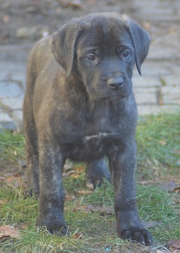 Medium Photo #1 Mastiff Puppy For Sale in CADILLAC, MI, USA