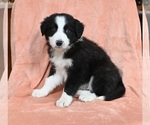 Small Photo #3 Border Collie Puppy For Sale in WARSAW, OH, USA