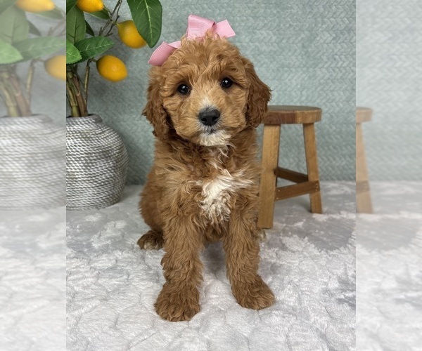 Medium Photo #1 Goldendoodle (Miniature) Puppy For Sale in FRANKLIN, IN, USA