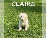 Small #1 Schnoodle (Miniature)