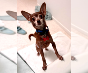Yogi - Male Chihuahua Dog for Adoption - Photo #2