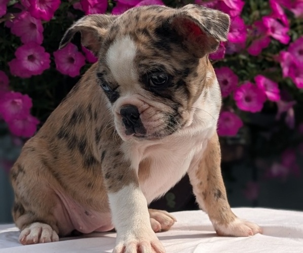 Medium Photo #4 Faux Frenchbo Bulldog Puppy For Sale in GOSHEN, IN, USA