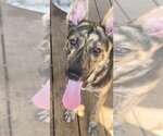 Small #4 Mutt