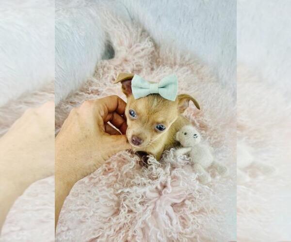 Medium Photo #2 Chihuahua Puppy For Sale in DACULA, GA, USA
