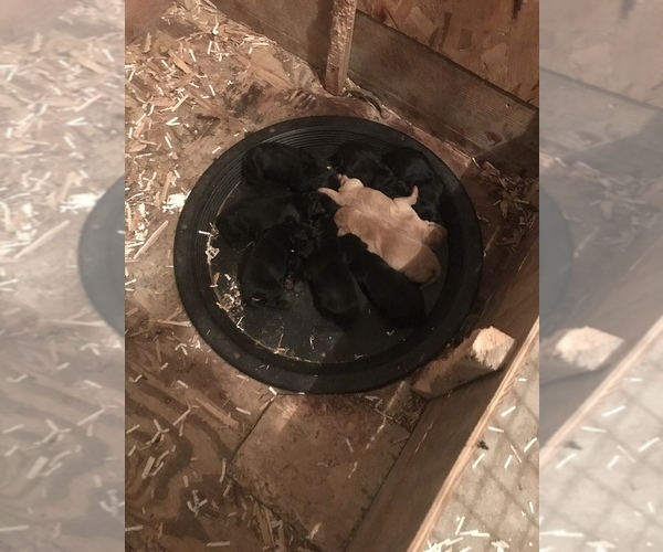 Medium Photo #1 Labrador Retriever Puppy For Sale in RAMSEY, MN, USA