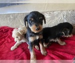 Small Photo #9 Yorkshire Terrier Puppy For Sale in COLORADO SPGS, CO, USA