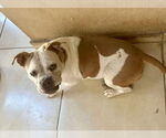 Small #2 Bulldog Mix