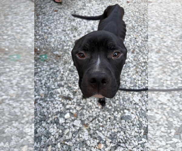 Medium Photo #7 American Staffordshire Terrier-Unknown Mix Puppy For Sale in Holly Springs, NC, USA