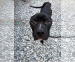 Small #6 American Staffordshire Terrier Mix