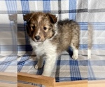 Small Shetland Sheepdog