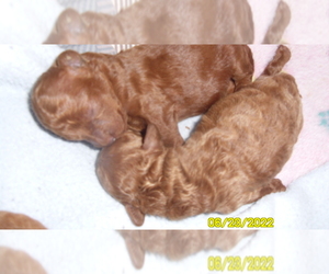 Poodle (Miniature) Puppy for sale in DULUTH, GA, USA