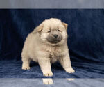 Small #9 Chow Chow