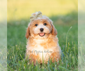 Medium Poodle (Miniature)