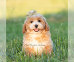 Puppy briggs Poodle (Miniature)