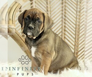 Boxador Puppy for sale in NEW HOLLAND, PA, USA