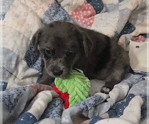 Andre- the A litter - Male Cairn Terrier-Unknown Mix Dog for Adoption - Photo #4