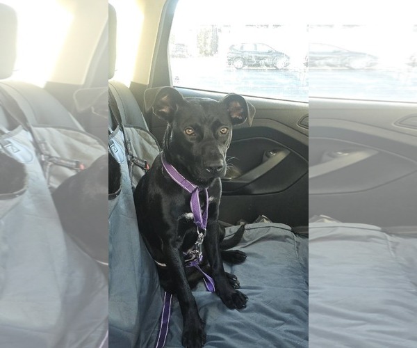 Medium Photo #6 Mutt Puppy For Sale in Sheboygan, WI, USA