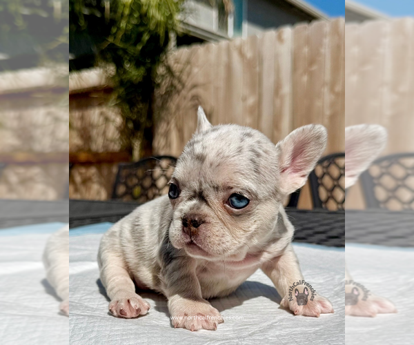 Medium Photo #3 French Bulldog Puppy For Sale in SACRAMENTO, CA, USA