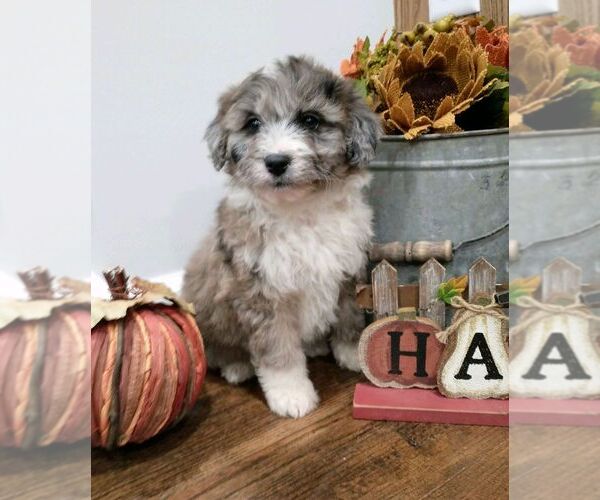Medium Photo #10 Aussiedoodle Puppy For Sale in NEW YORK MILLS, MN, USA