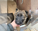 Small #1 German Shepherd Dog