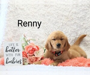 Golden Retriever Puppy for Sale in LOYAL, Wisconsin USA