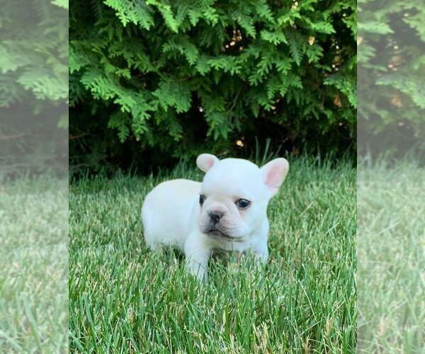 Medium Photo #2 French Bulldog Puppy For Sale in WARSAW, IN, USA