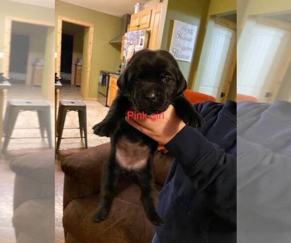 Medium Photo #1 Labrador Retriever Puppy For Sale in CARTHAGE, MO, USA