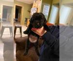 Small Photo #1 Labrador Retriever Puppy For Sale in CARTHAGE, MO, USA