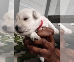 Small Photo #2 Schnauzer (Miniature) Puppy For Sale in MANSFIELD, TX, USA