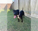 Small #25 American Staffordshire Terrier Mix