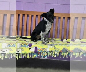 **MARVIN** - Male Mutt Dog for Adoption - Photo #4