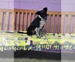 Small Photo #4 Mutt Puppy For Sale in Genesee, WI, USA