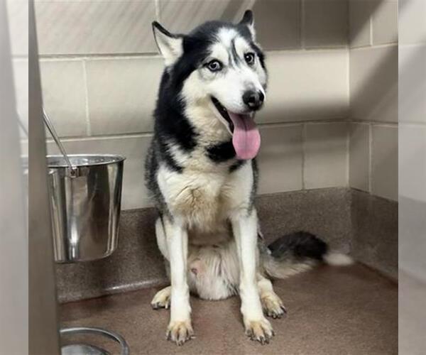 Medium Photo #1 Siberian Husky Puppy For Sale in Aurora, IL, USA