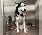 Small Siberian Husky