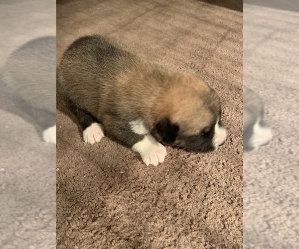 Medium Photo #2 Pyrenees Husky Puppy For Sale in HARWOOD, MD, USA