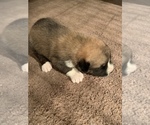 Small Photo #2 Pyrenees Husky Puppy For Sale in HARWOOD, MD, USA