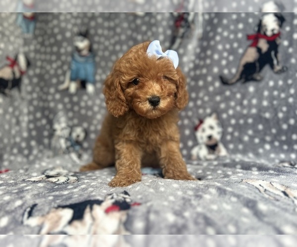 Medium Photo #7 Cavapoo Puppy For Sale in LAKELAND, FL, USA